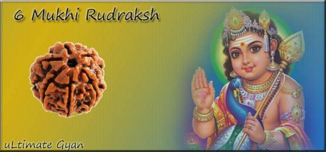 6 Mukhi Rudraksh Benefits in hindi
