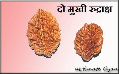 2 mukhi rudraksha benefits hindi 